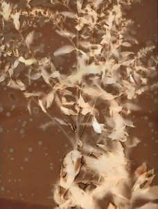 "Lumen 16," photogram by John Steck, Jr.